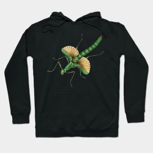 Platycrana viridana, a very green stick insect (green is "viridis" in Latin). Hoodie